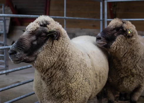 Lai arī aitu ganāmpulku daudzums samazinās, dzīvnieku kopskaits tajos palielinās.