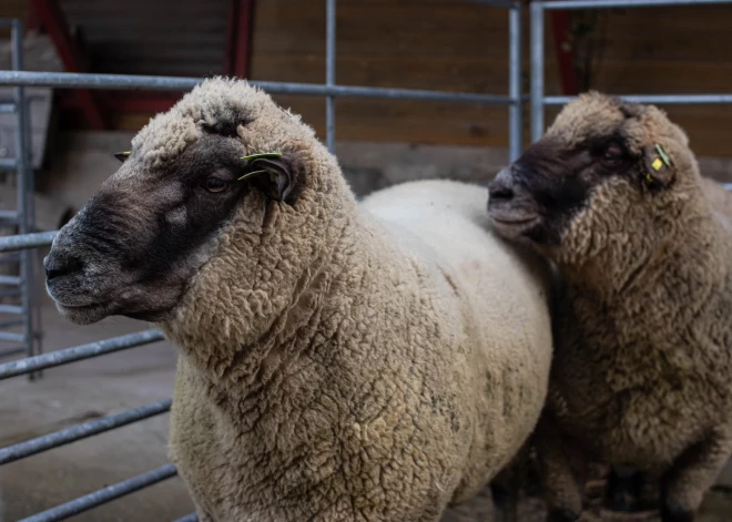 Vilki uzbrūk Latvijas aitām. Kā no tā pasargāties? 