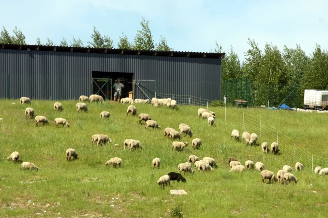 Lai pasargātu aitu ganāmpulkus no plēsēju uzbrukumiem, pieejams atbalsts aizsargžogu ierīkošanai.