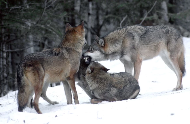 Arvien biežāk aitkopji piedzīvo vilku uzbrukumus.