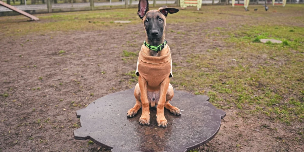 Первая собачья площадка Риги получила новое оборудование.