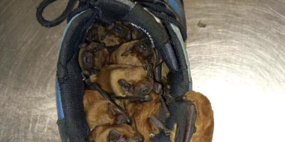 Sikspārņi kurpē (foto: Straż Miejska Warszawa)