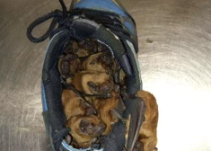 Kā tas ir iespējams? Vīrietis savos zābakos atrod 20 ērti iekārtojušos sikspārņus