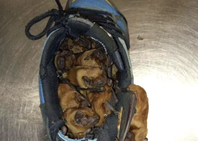 Kā tas ir iespējams? Vīrietis savos zābakos atrod 20 ērti iekārtojušos sikspārņus