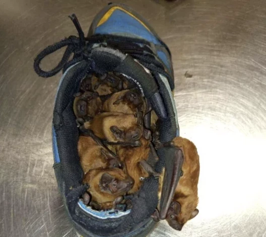 Sikspārņi kurpē (foto: Straż Miejska Warszawa)