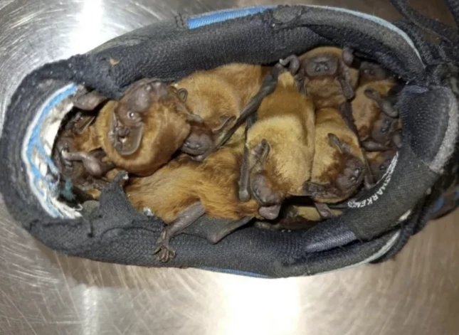 Sikspārņi kurpē (foto: Straż Miejska Warszawa)