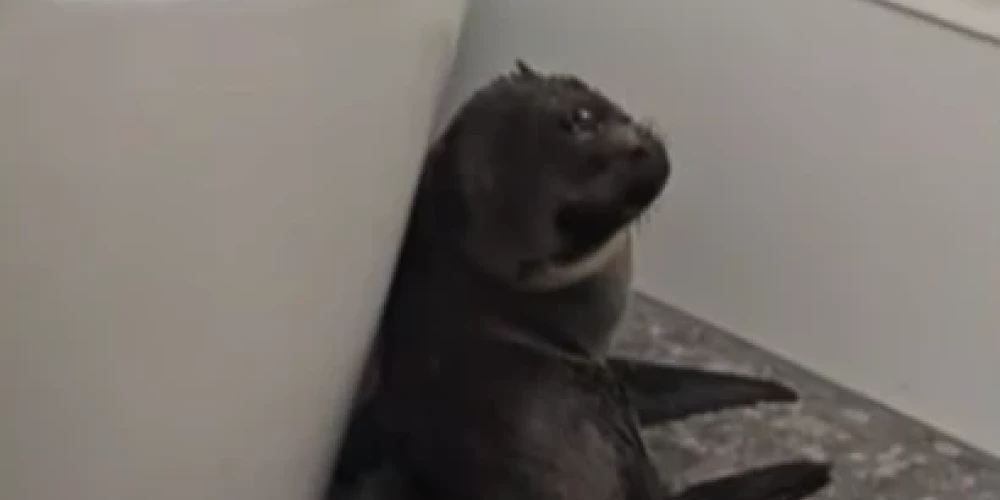 Ieskrējušais ronēns paslēpies bāra tualetē (ekrānuzņēmums no video)