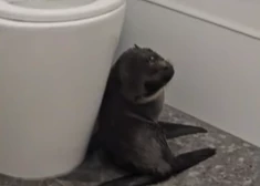 Neparasts "klients" apciemo Jaunzēlandes bāru un nevēlas to atstāt