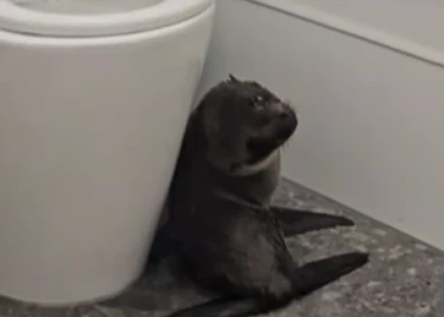 Ieskrējušais ronēns paslēpies bāra tualetē (ekrānuzņēmums no video)