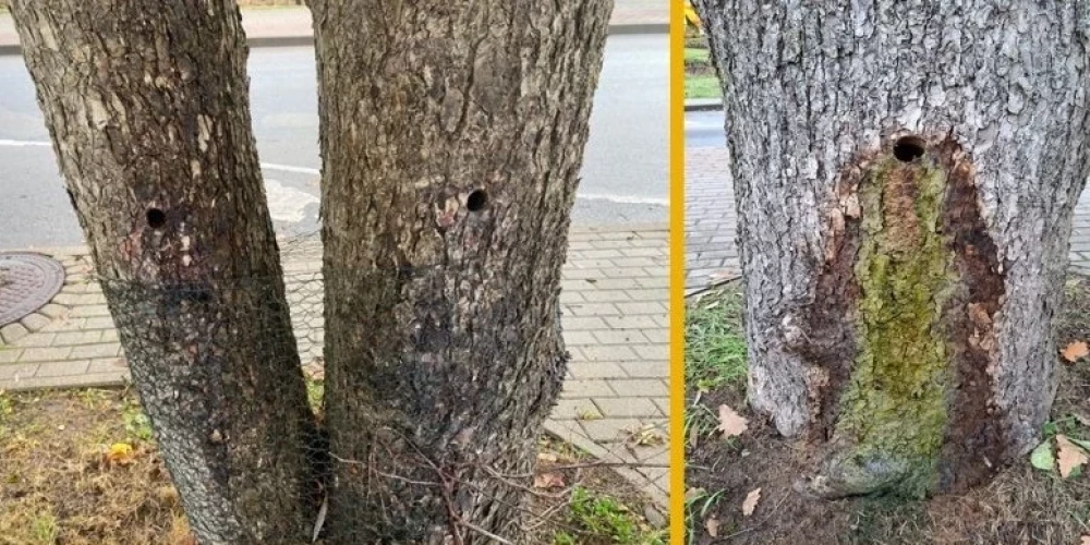 В Валмиере ищут свидетелей порчи деревьев.