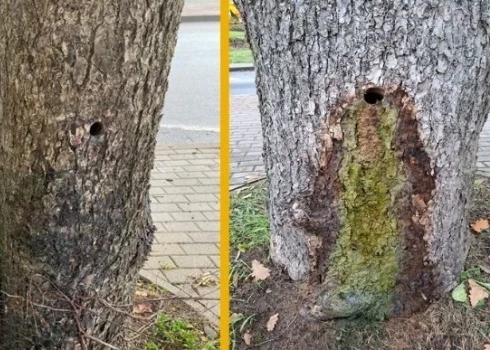 В Валмиере ищут свидетелей порчи деревьев.