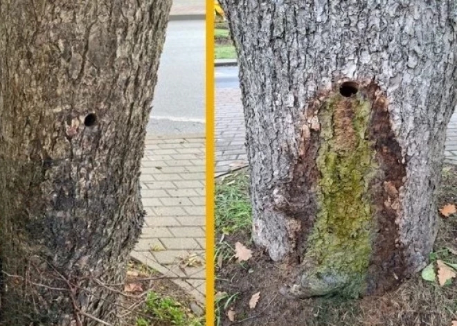 Насверлили дырок и засыпали соль: в Валмиере полиция расследует намеренную порчу деревьев