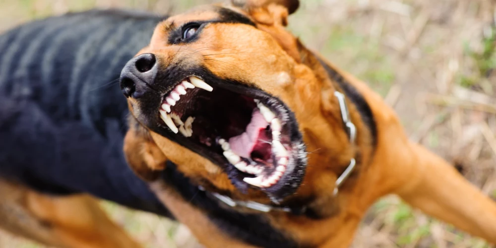 В Салацгриве медик пострадала от агрессивных животных.