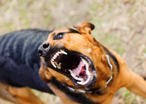 В Салацгриве медик пострадала от агрессивных животных.