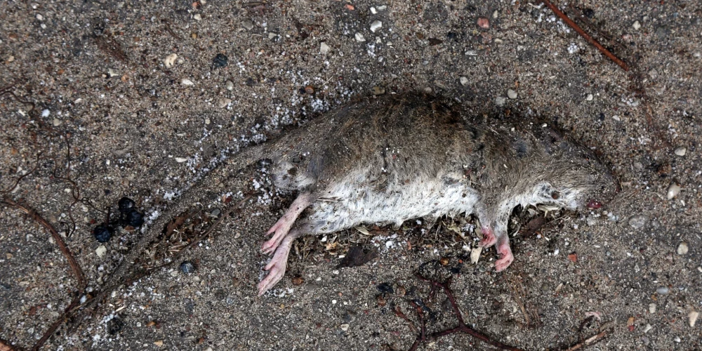 Beigta žurka Hāpsalas ielā./Ilustratīvs attēls.