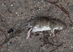 Vāc parakstus par grauzēju ierobežošanu galvaspilsētā