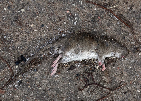 Beigta žurka Hāpsalas ielā./Ilustratīvs attēls.