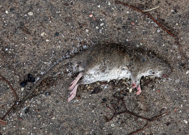 Vāc parakstus par grauzēju ierobežošanu galvaspilsētā