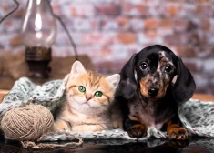 Šonedēļ atceries, ka dzīve nav tikai darbs - horoskops visām zodiaka zīmēm no 8.12. līdz 14.12.