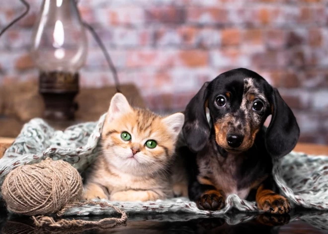 Šonedēļ atceries, ka dzīve nav tikai darbs - horoskops visām zodiaka zīmēm no 8.12. līdz 14.12.