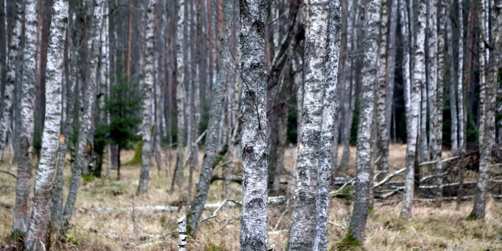 Декабрь без снега - нормальная аномалия или повод для тревоги?