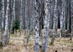 Побьет ли этот декабрь рекорд 2006 года по теплу?