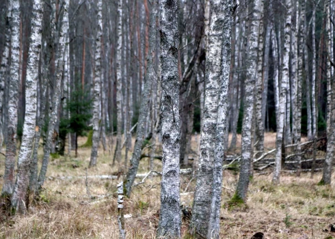 Декабрь без снега - нормальная аномалия или повод для тревоги?