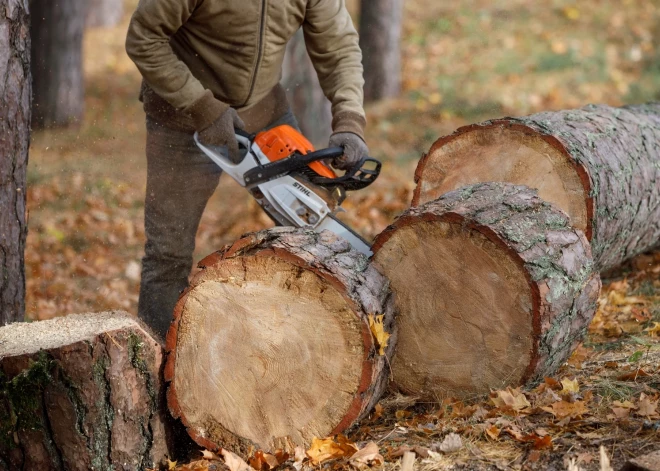 "Как можно так изнасиловать наш лес?" Житель Меллужи возмущен массовой вырубкой деревьев