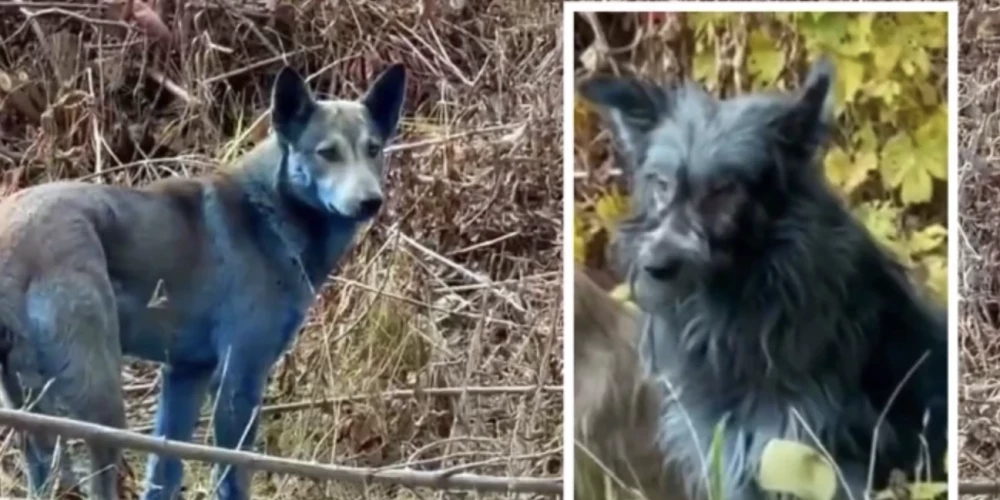 Zinātnieki norāda, ka Čornobiļas dzīvnieki ir pielāgojušies ekstremāliem apstākļiem.