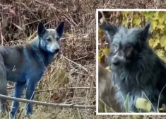 VIDEO: atšķetināta Čornobiļas zilo suņu mistērija