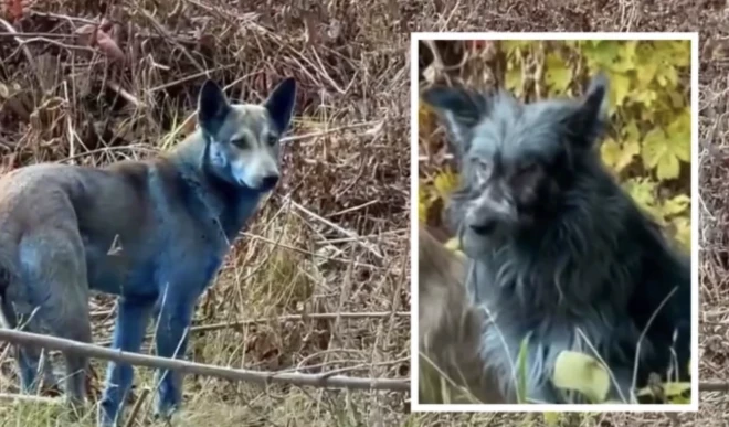 Zinātnieki norāda, ka Čornobiļas dzīvnieki ir pielāgojušies ekstremāliem apstākļiem.