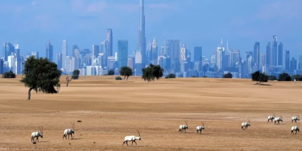 В пятницу flydubai раскроет детали нового маршрута.