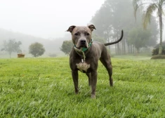 ASV trīs pitbulterjeri līdz nāvei sakož 23 gadus vecu studenti, kura tos pieskatīja