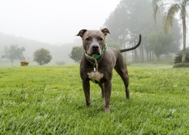 ASV trīs pitbulterjeri līdz nāvei sakož 23 gadus vecu studenti, kura tos pieskatīja