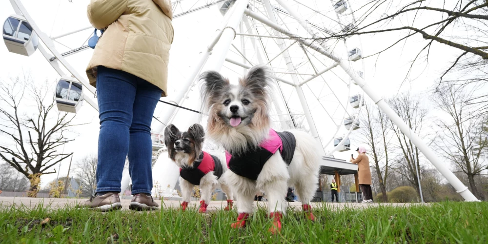 Tuvākajā naktī un rīt Latvijā sāks ieplūst ļoti silts gaiss.