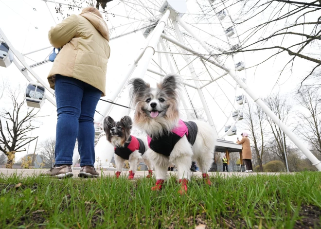Laikapstākļi mainīsies: jau naktī ciklons no Skandināvijas Latvijā ienesīs ļoti siltu gaisu