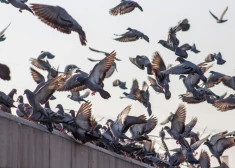 Eiropā pastiprina noteikumus: par šķietami nevainīgu rīcību var sodīt ar 1000 eiro naudas sodu