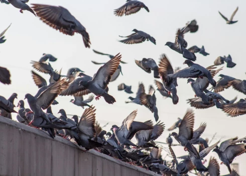 Ilustratīvs attēls.