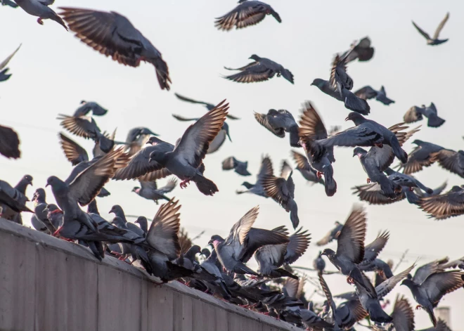 Eiropā pastiprina noteikumus: par šķietami nevainīgu rīcību var sodīt ar 1000 eiro naudas sodu