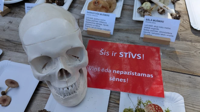 Mikologi un Stīvs atgādina, ar ko var beigties nezināmu sēņu ēšana.