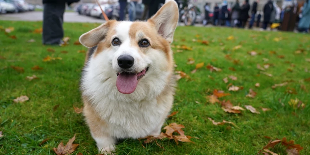 Этой осенью было побито 44 рекорда тепла - восемь в сентябре и 36 в первой половине ноября.