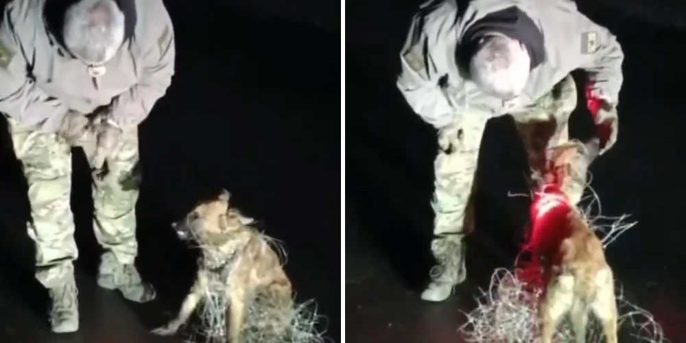 Ukrainas karavīrs atbrīvo suņuku no optisko šķiedru dronu kabeļiem.