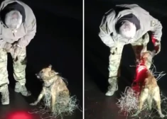 Sirdi plosošs video no Ukrainas: pārbijies un nomocījies suns rod uzticību Ukrainas aizstāvim