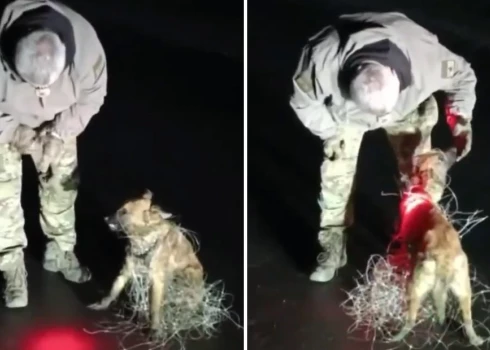 Ukrainas karavīrs atbrīvo suņuku no optisko šķiedru dronu kabeļiem.