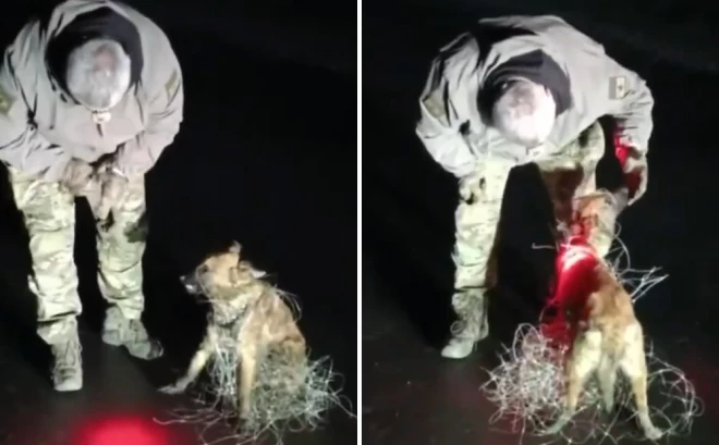 Ukrainas karavīrs atbrīvo suņuku no optisko šķiedru dronu kabeļiem.