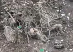 Ukrainas karavīri divatā sagūsta sešus krievus, kurus pēc tam ar artilēriju cenšas likvidēt citi okupanti