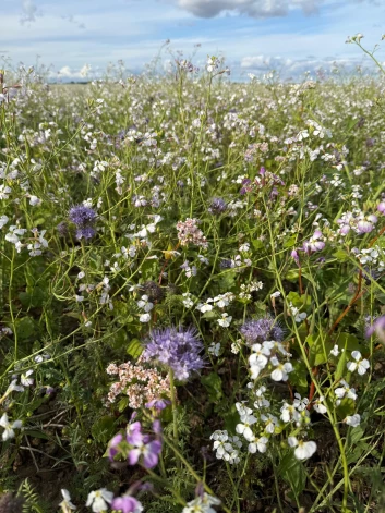 Zaļmēslojuma lauks zemnieku saimniecībā “Aņģi” Dobeles novada Bērzes pagastā.