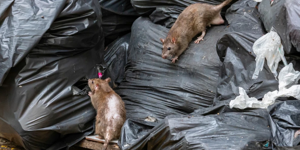 - Жители Риги запускают инициативу против массового размножения грызунов.