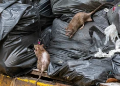 Крысы атакуют Ригу, неся опасные болезни! Жители требуют действий от самоуправления