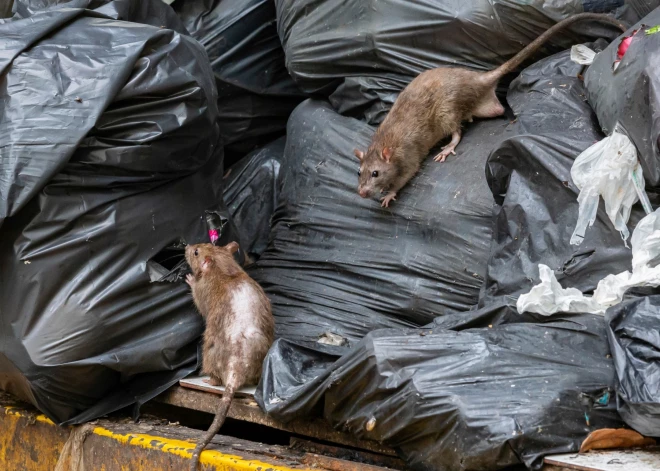 Крысы атакуют Ригу, неся опасные болезни! Жители требуют действий от самоуправления